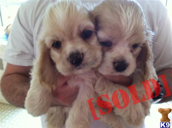 Purebred Cocker Spaniel Puppies